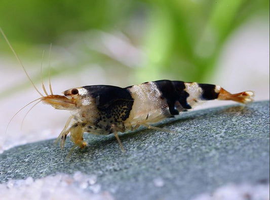 Black Bee Garnelen Mix - "Schwarze Biene" Caridina