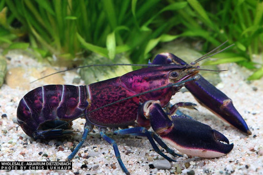 Cherax sp. - Krebs "blue purple Amenthyst Flusskrebs"