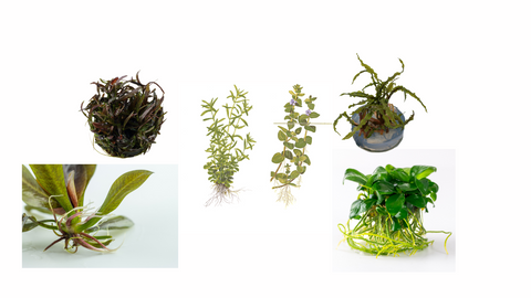 Aquariumpflanzen Einsteiger Hintergrund Invitro Set - 6 Pflanzen