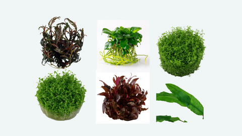 Aquariumpflanzen Einsteiger Mittelgrund Invitro Set - 6 Pflanzen