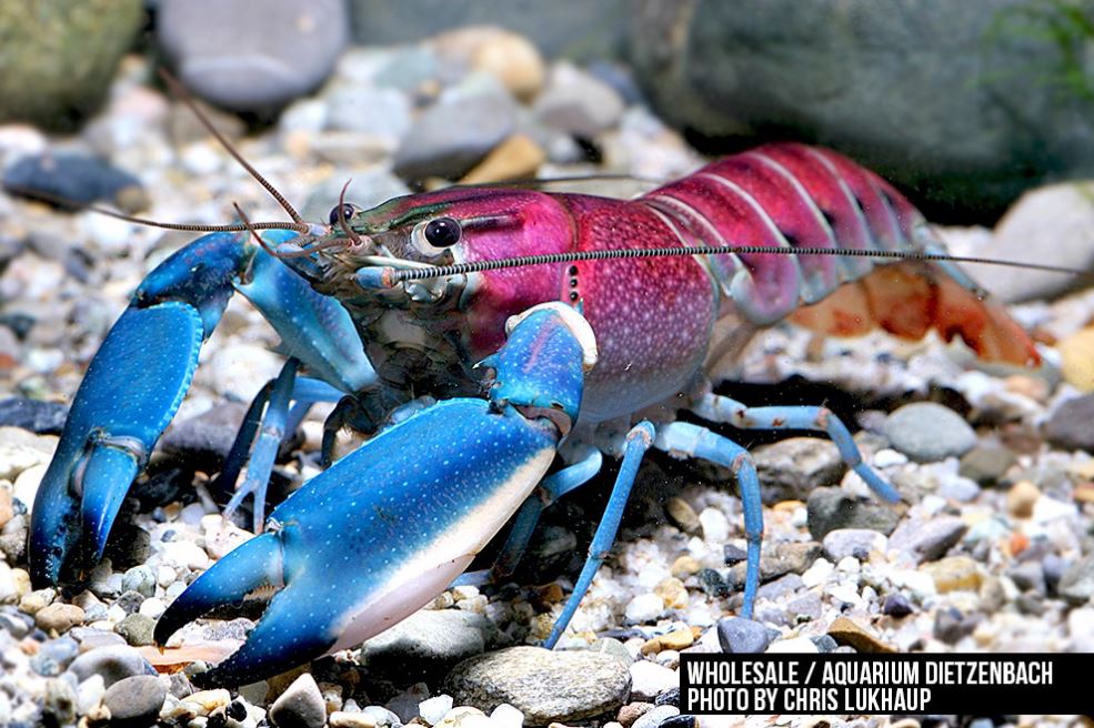 Krebs Cherax pulcher - Krebs "Irian Jaya /Hoa Creek"