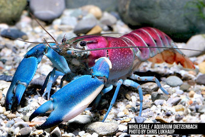 Krebs Cherax pulcher - Krebs "Irian Jaya /Hoa Creek"