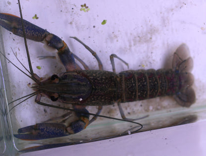 Cherax quadricarinatus - Rotscherenkrebs