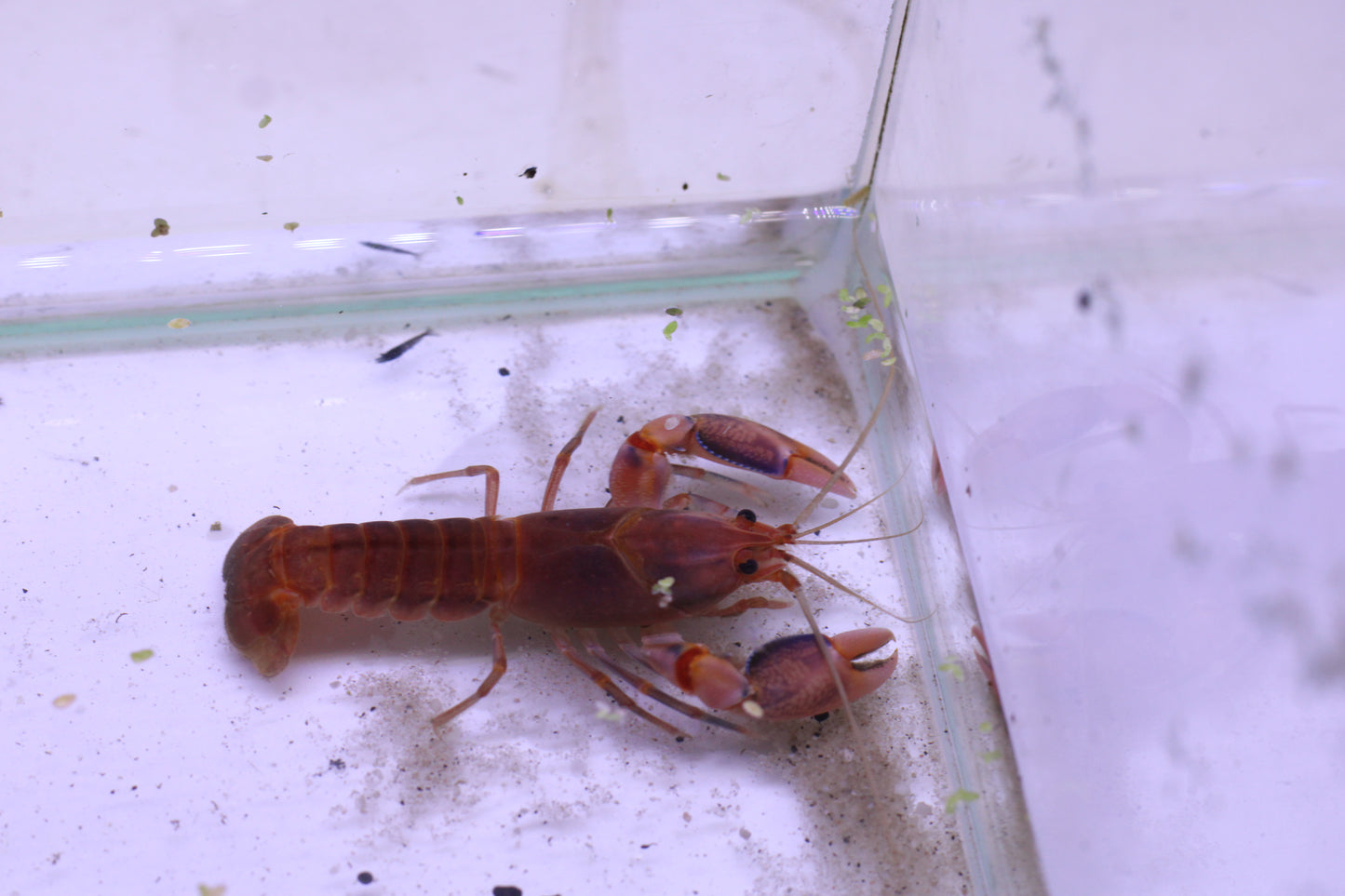 Krebs "Volcano" - Cherax destructor