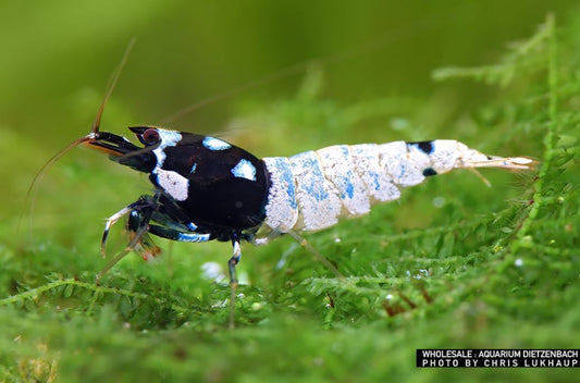 Zwerggarnele pinto black A-S - Caridina logemanni