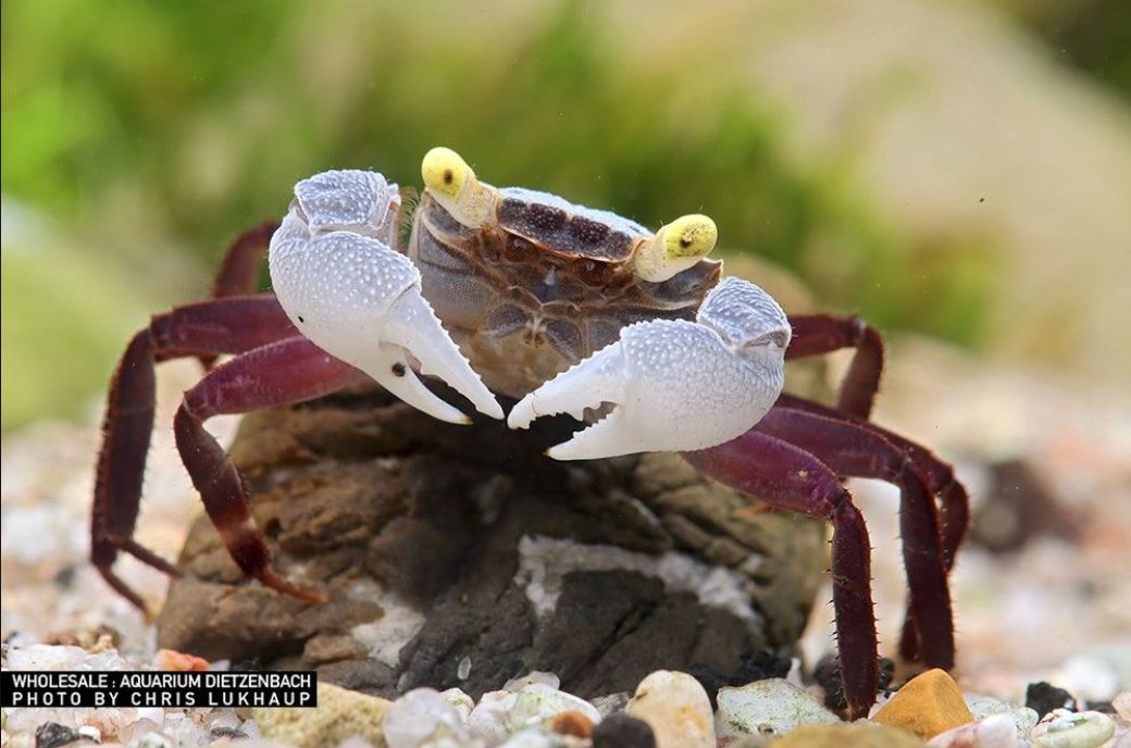 Geosesarma sp. - Vampir Krabbe "Purple haze"