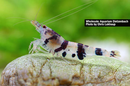 Zwerggarnele Raccoon Tiger Garnele (Waschbärgarnele) - Caridina sp.