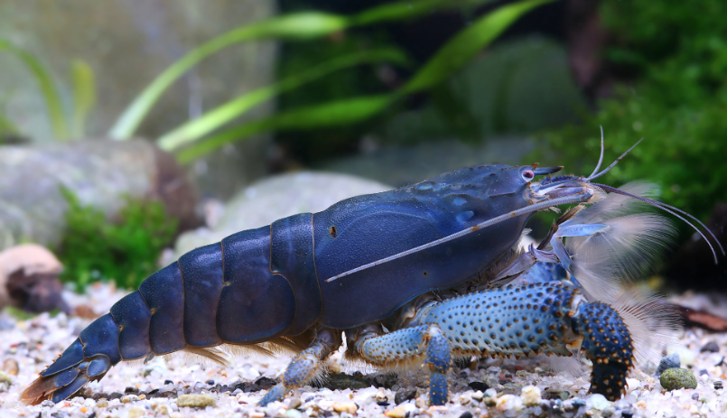 Atya gabonensis - Blaue Monsterfächergarnele