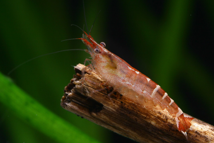 Zwerggarnele Indien Red banded - Caridina cf. babaulti malaya