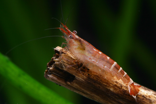 Zwerggarnele Indien Red banded - Caridina cf. babaulti malaya