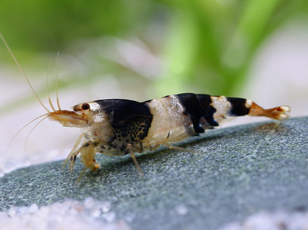 Zwerggarnele biene K2-K4 - Caridina logemanni