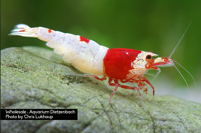 Zwerggarnele kristall red K2-K4 - Caridina logemanni