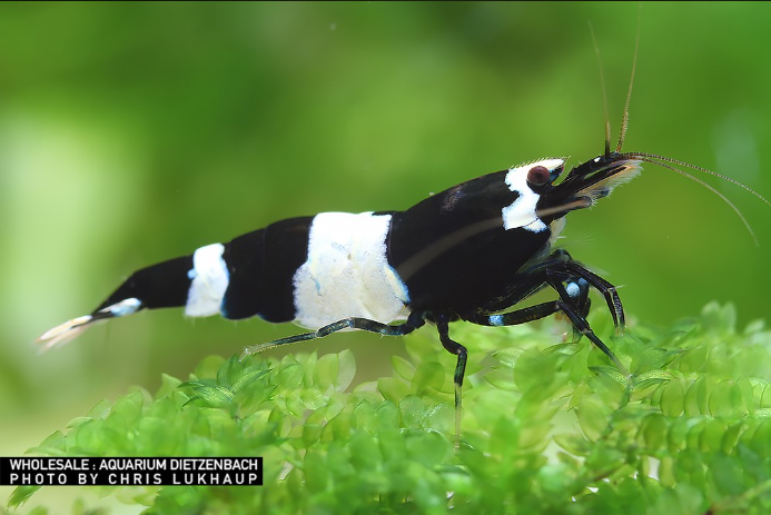 Zwerggarnele panda - Caridina logemanni