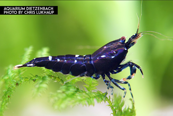 Zwerggarnele panda - Caridina logemanni