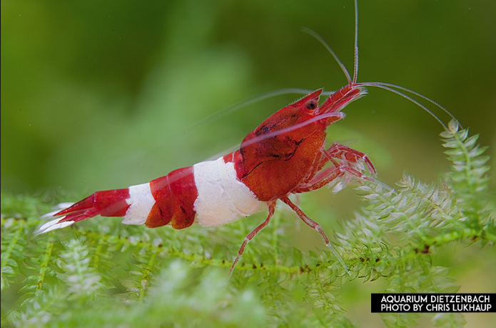 Zwerggarnele wine red - Caridina logemanni