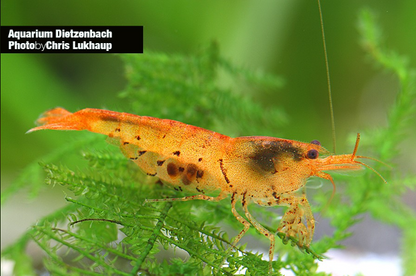 Zwerggarnele Tiger tangerine - Caridina mariae