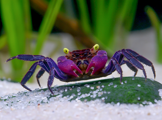 Vampir Krabbe "Bood Devil"  - Geosesarma sp.