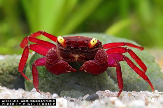 Vampir Krabbe "Darkred yellow eye"  - Geosesarma sp.