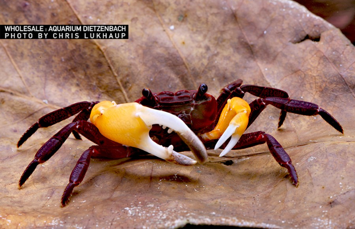 Vampir Krabbe "yellow witcher"  - Lepidothelphusa menneri