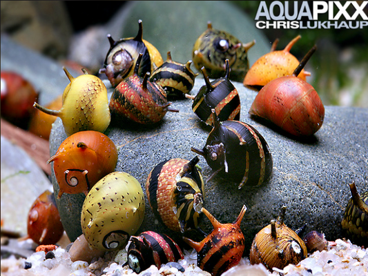 Geweihschnecke "Fancy yellow" - Clithon sp.