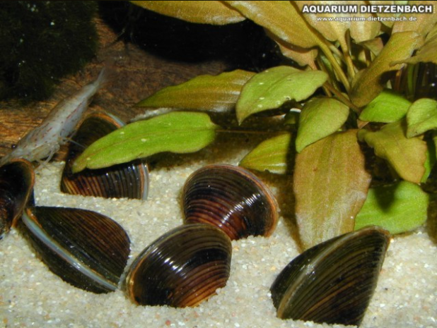 Tropische Muschel "Zwergrillen" - Corbicula sp.