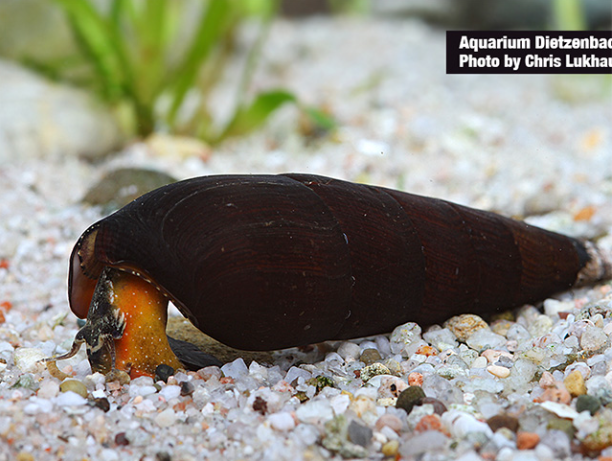 Teufelsdornschnecke "black" - Faunus ater