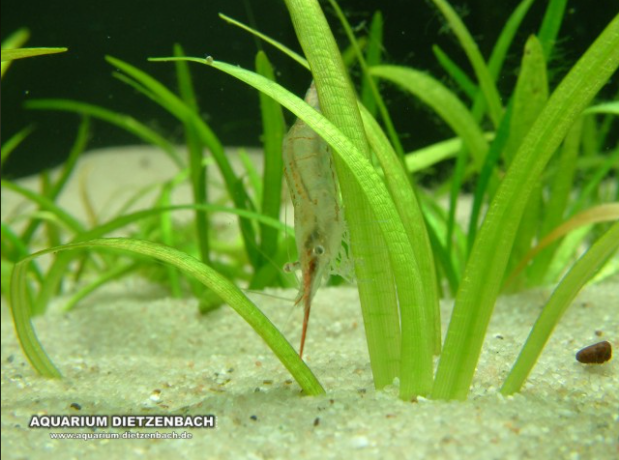 Nashorngarnele rot - Caridina gracilirostris