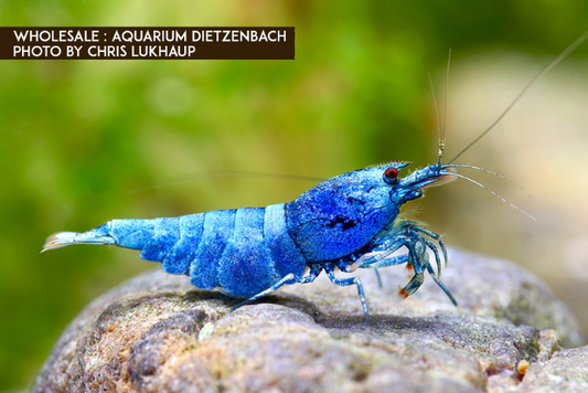 Zwerggarnele blue bolt - Caridina logemanni