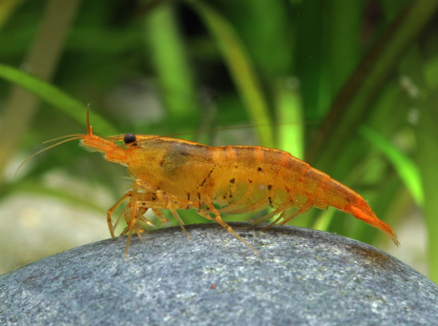 Zwerggarnele Tiger tangerine - Caridina mariae