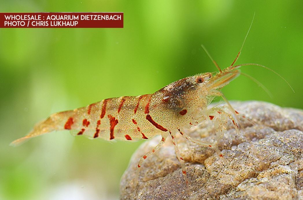 Zwerggarnele Tiger - Caridina mariae