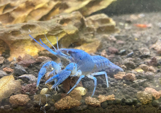 "Metallicblauer Floridakrebs" - Procambarus alleni