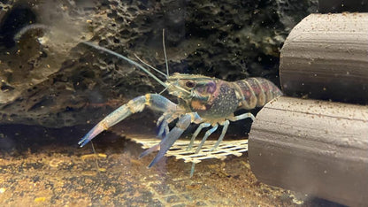 Cherax quadricarinatus - Rotscherenkrebs