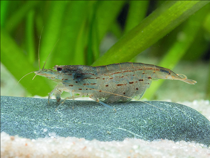 Amano Garnele S - Caridina multidentata