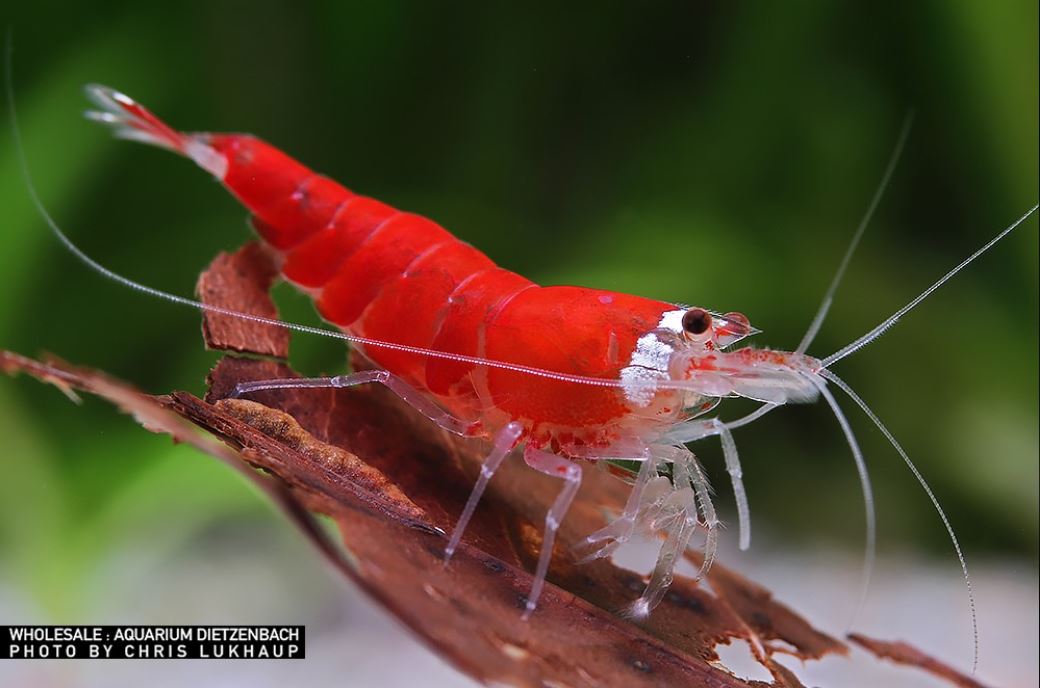 Zwerggarnele christmas - Caridina logemanni