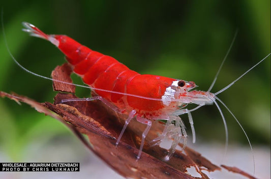 Zwerggarnele christmas - Caridina logemanni