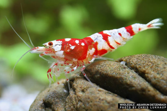 Zwerggarnele flower - Caridina logemanni