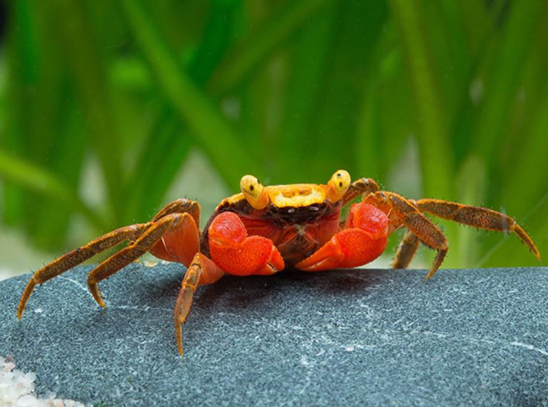 Geosesarma sp. - Vampir Krabbe "Golden Top"