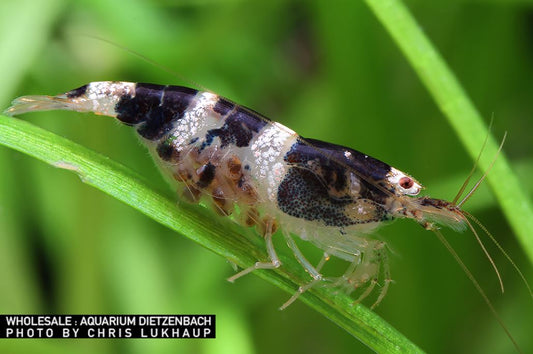 Zwerggarnele princess bee - Caridina haivanensis