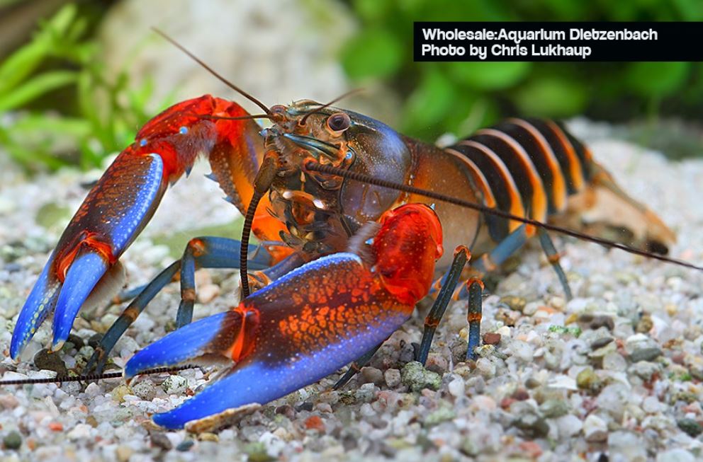 Cherax cf. peknyi - Krebs "zebra blue claw"