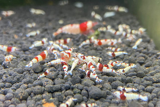 Red Bee Garnelen Mix - "Rote Biene" Caridina Garnele