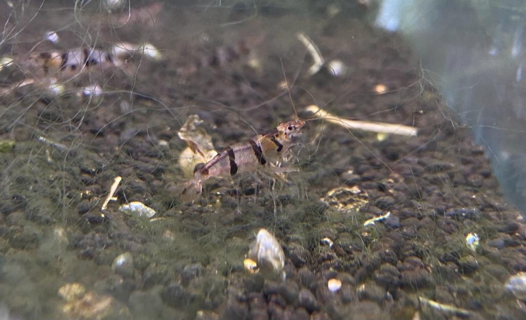 Zwerggarnele Raccoon Tiger Garnele (Waschbärgarnele) - Caridina sp.