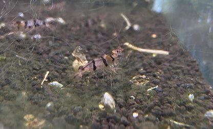 Zwerggarnele Raccoon Tiger Garnele (Waschbärgarnele) - Caridina sp.