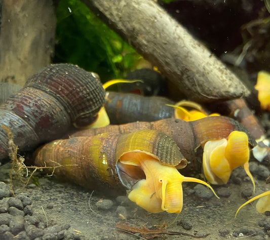 Goldene Aquariumschnecke Turmdeckelschnecke "Tylomelania scalariopas"