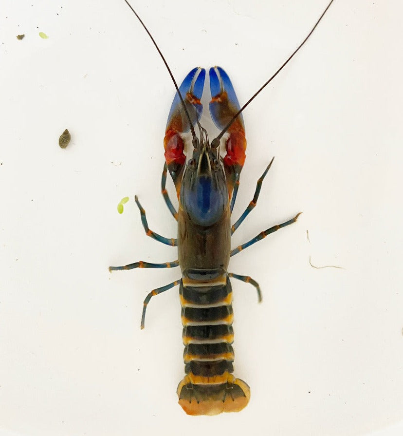 Cherax cf. peknyi - Krebs "zebra blue claw"